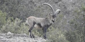 La cabra salvatge torna un segle després / Google
