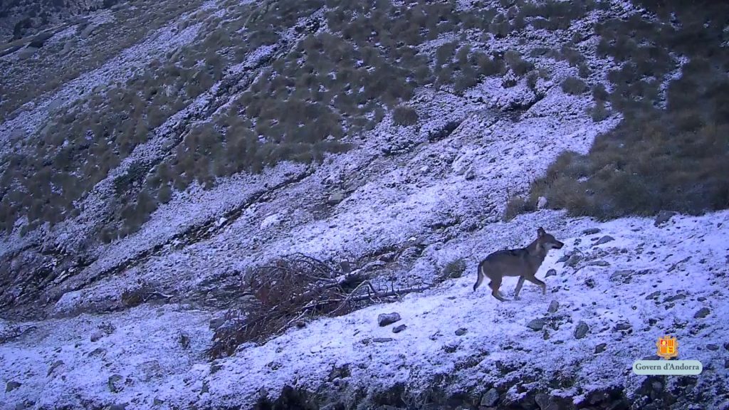 Imatge del pas d'un llop per Andorra / Govern