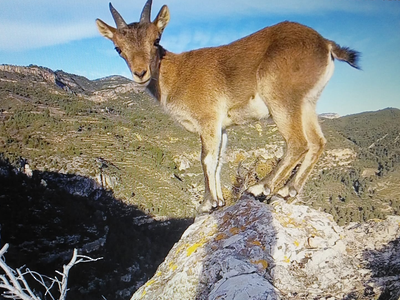 Cria de cabra salvatge / Google