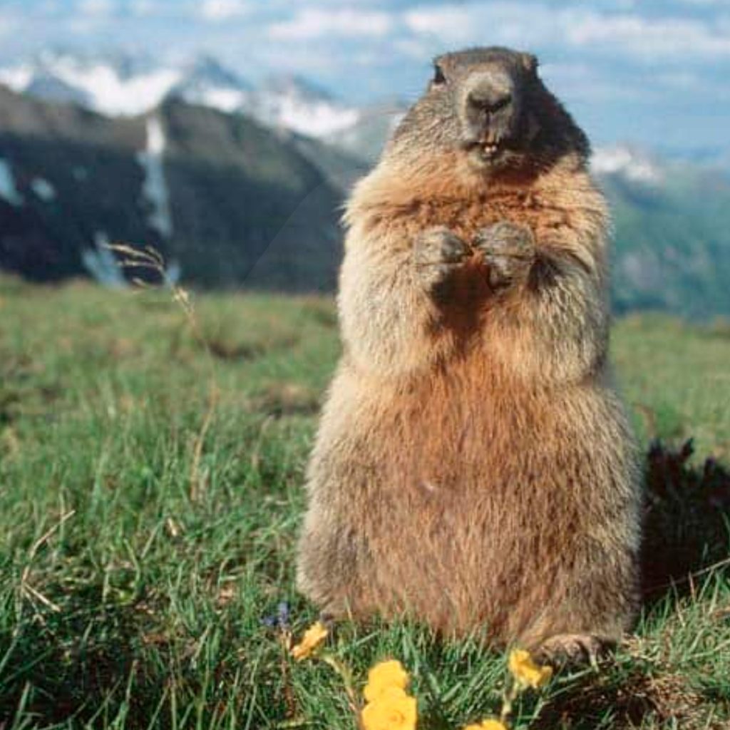 Marmota a la zona de Grandvalira / Grandvalira