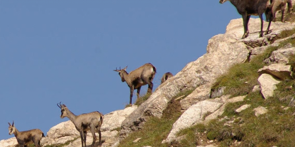 Isards a la muntanya / arxiu