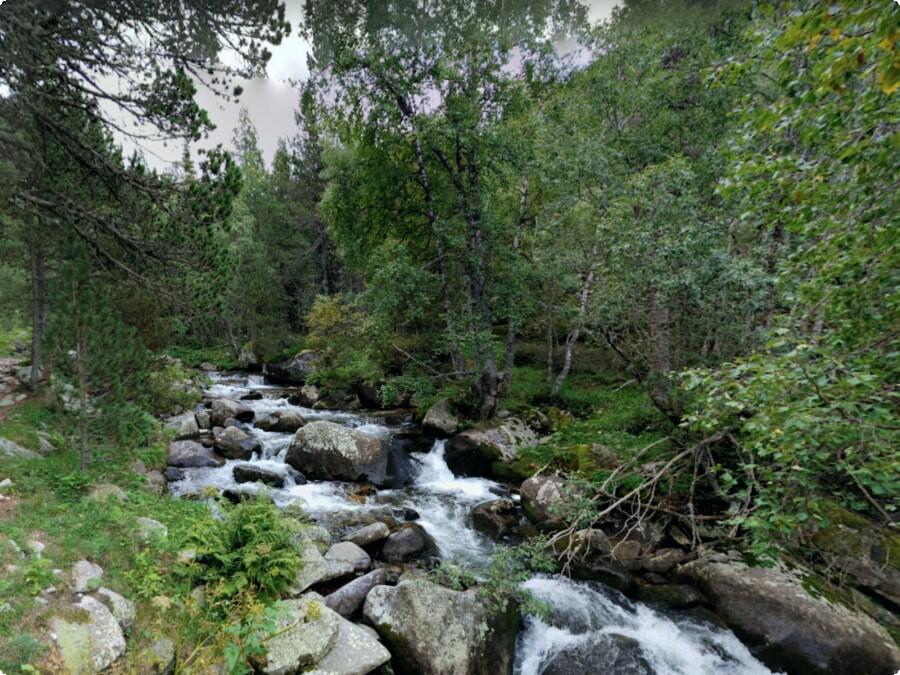 Bosc amb rierol a Andorra / Commons