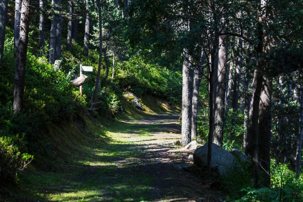 Un dels boscos d'Andorra / Commons