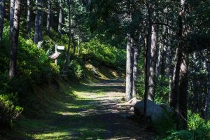 Un dels boscos d'Andorra / Commons