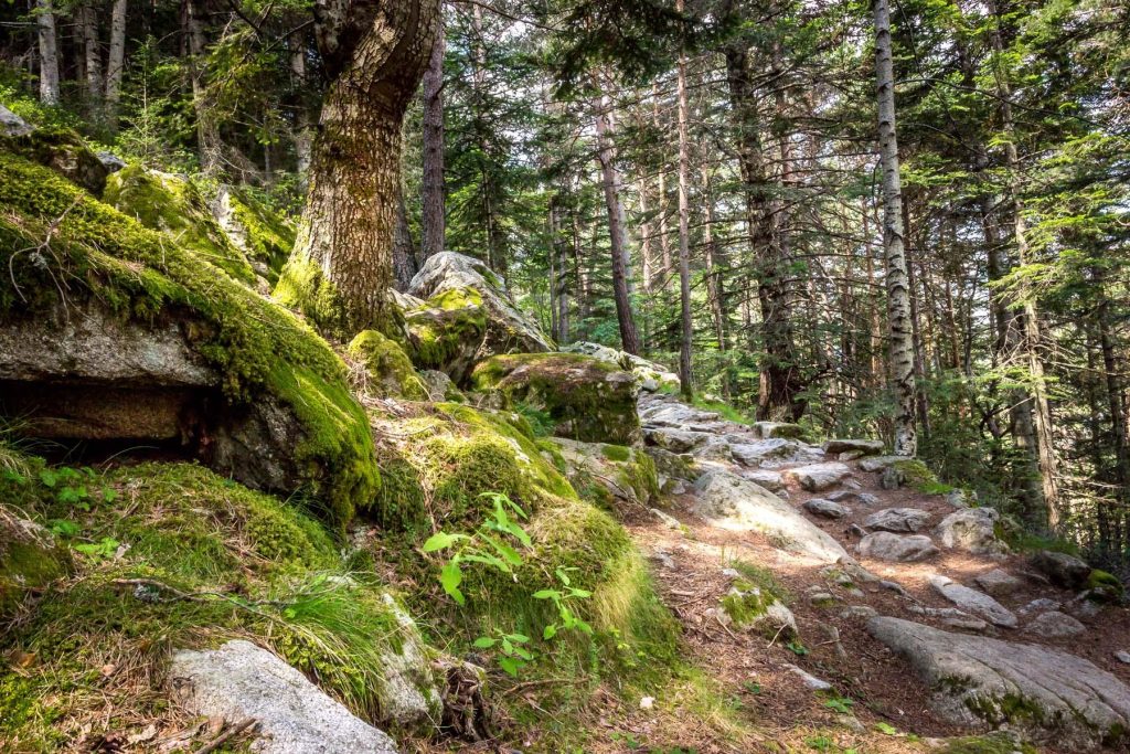Un dels boscos d'Andorra / Commons