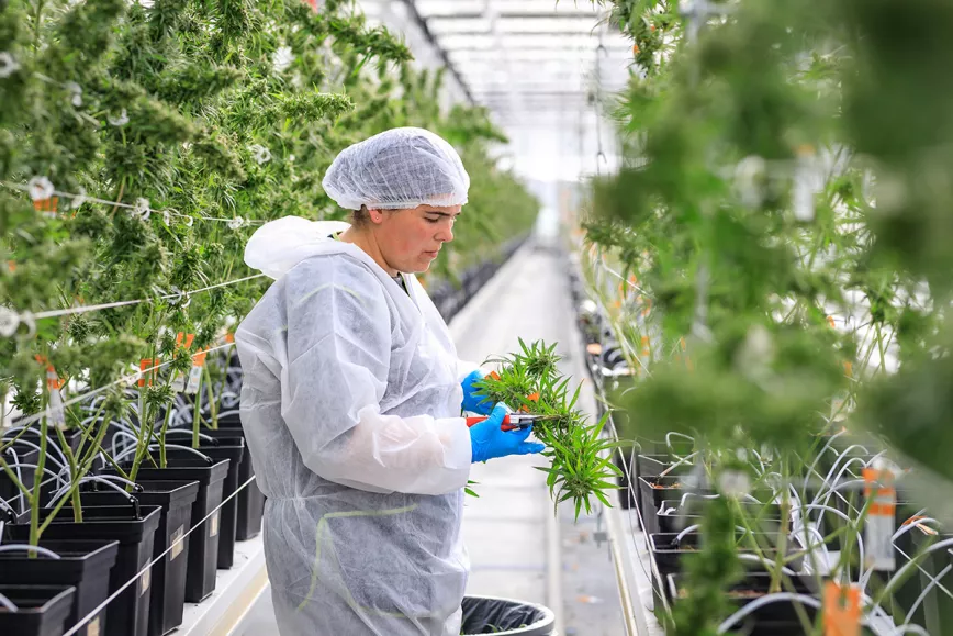 Plantació de cànnabis medicinal / Cañamo