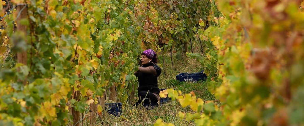 Vinyes d'altura / Auvinyà