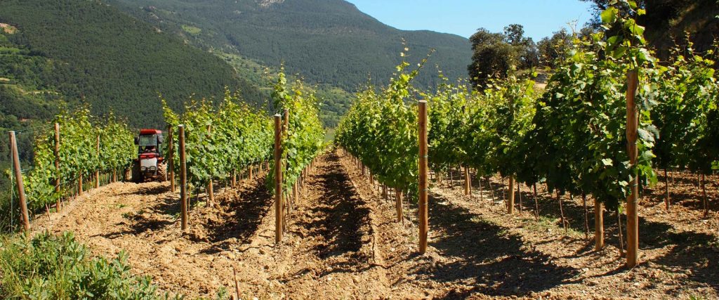 Vinyes en altura a Auvinyà / Auvinyà