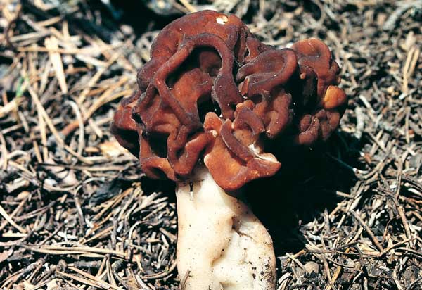 Andorra és un paradís per trobar bolets / Turismodestinos