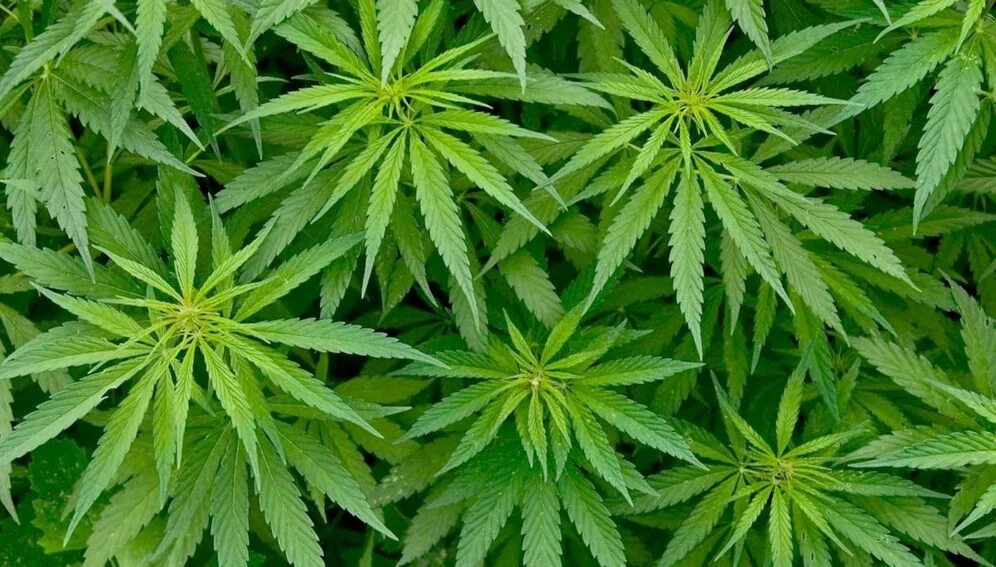 Andorra legalitza el cànnabis medicinal / DevNet