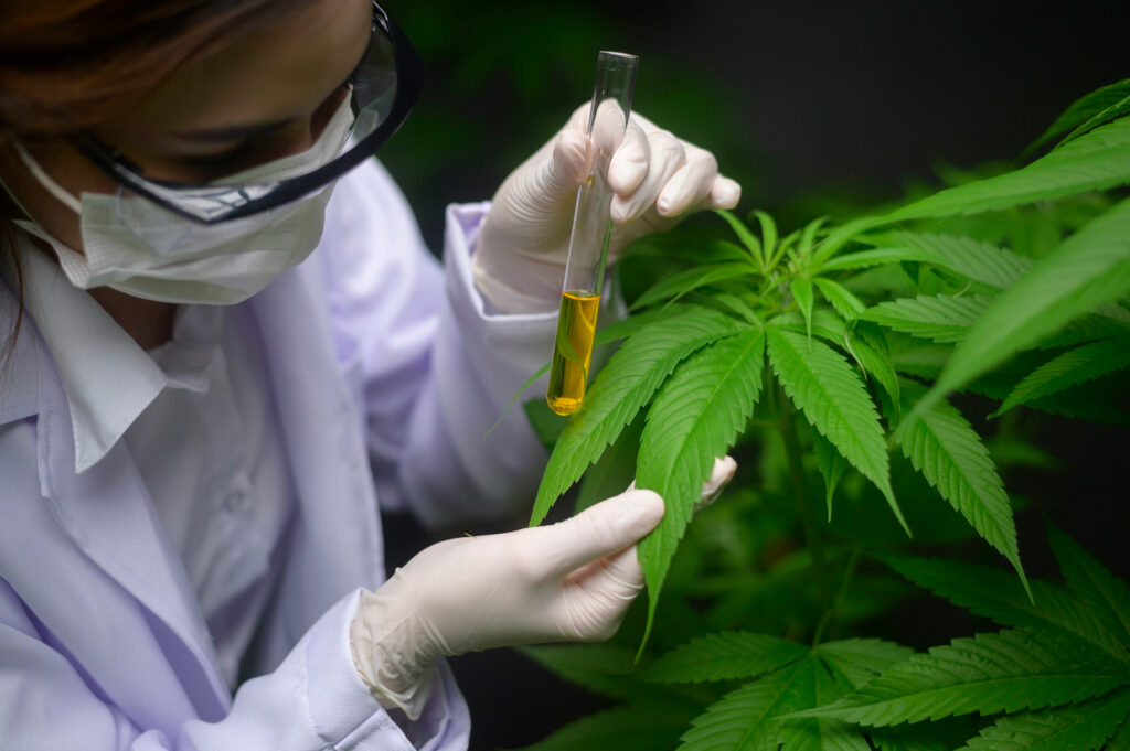 Cànnabis medicinal / Google