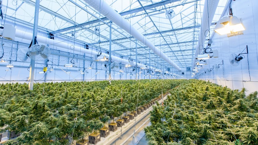 Plantació de cànnabis medicinal / Google