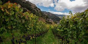 Vinyes a Andorra per al vi d'alta muntanya / hoteldeltarter