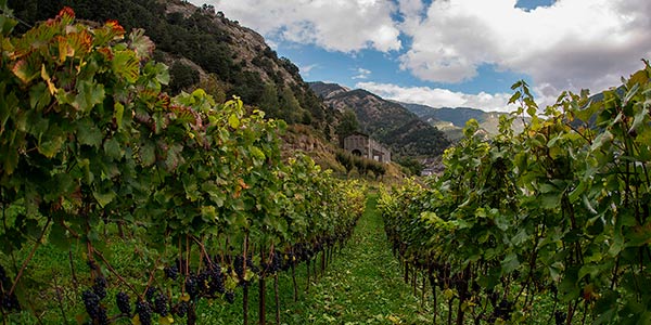 Vinyes a Andorra per al vi d'alta muntanya / hoteldeltarter